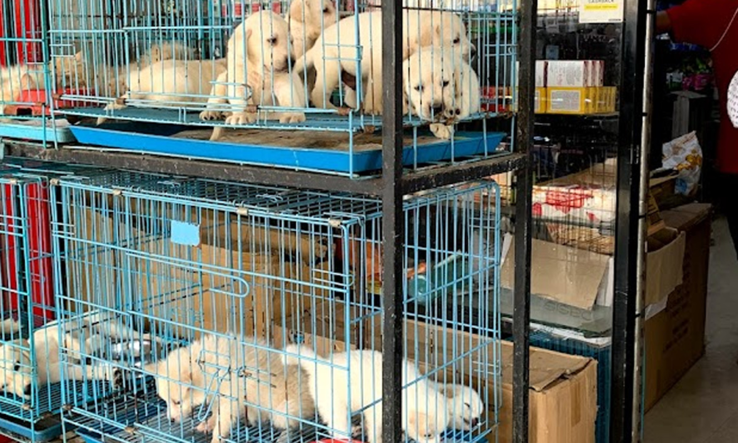 Animals Dying In Miserable Conditions At Unlicensed Pet Shops: Plea Filed  In Telangana High Court, Notices Issued
