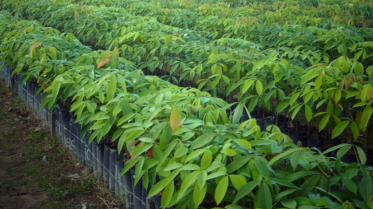 [Kerala Registration Act] Rubber Trees Are Immovable Property ...