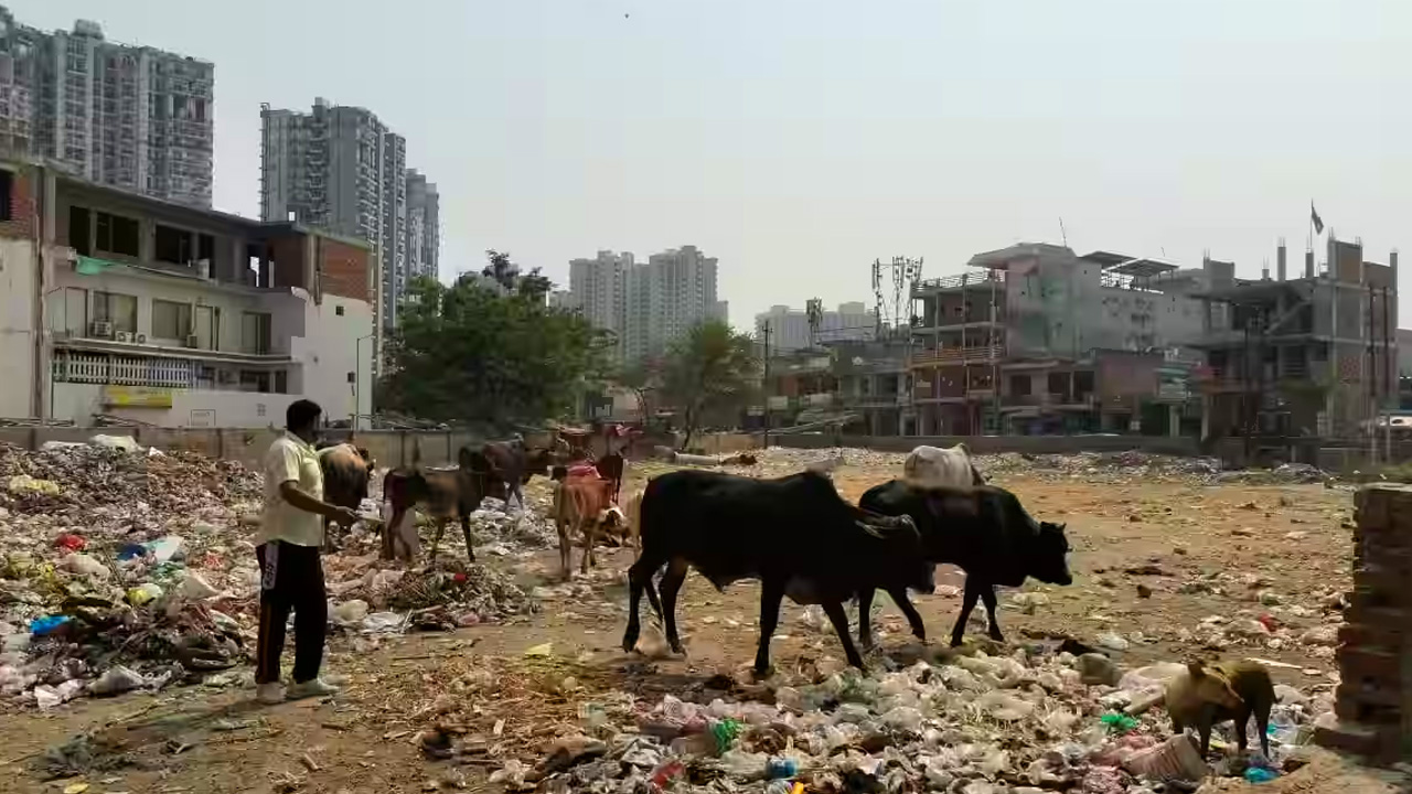 Cattle Smuggling Allegations Without Communal Tension Not Public Order Issue: J&K&L High Court Quashes…
