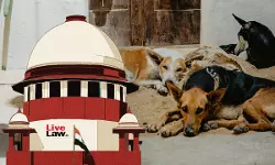 NGO Moves Supreme Court Against Indiscriminate Culling Of Stray Dogs, Says SC Direction Being Misunderstood