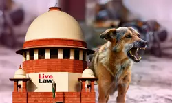 Will Hold Authorities & Dog Feeders Liable For Every Stray Dog Attack, Says Supreme Court