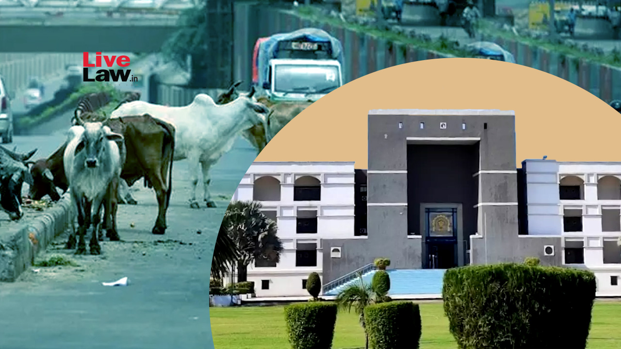 Gujarat High Court Asks Dwarka Municipality To Inform On Steps Taken To Curb Menace Of Stray Bulls