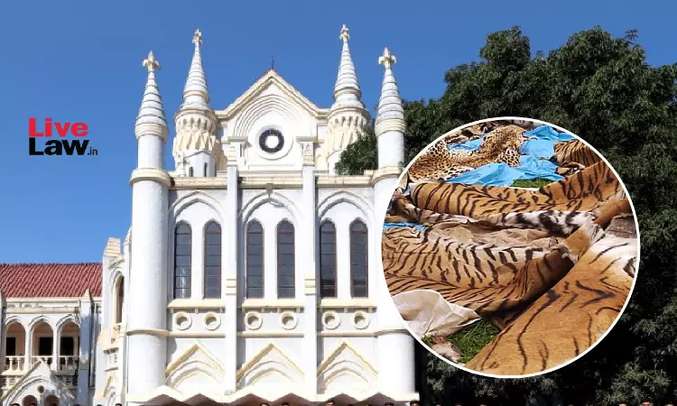 54 Tiger Deaths In 2025: Madhya Pradesh High Court Issues Notice On PIL Seeking Directions To Prevent Poaching