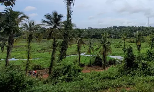 Kerala High Court Bars New Construction In Kottooli Wetlands Pending Ramsar Designation