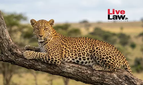 Rajasthan High Court Cracks Down On Unregulated Jawai Tourism; Bans Night Safaris, Use Of Drones To Protect Leopard Habitat