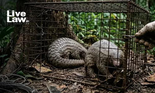 MP High Court Denies Bail In Pangolin Trafficking Case, Flags International Poaching Network