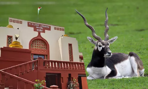 Blackbucks Death Case | Habeas Corpus Plea Not Maintainable After Bail Rejection: MP High Court Reiterates
