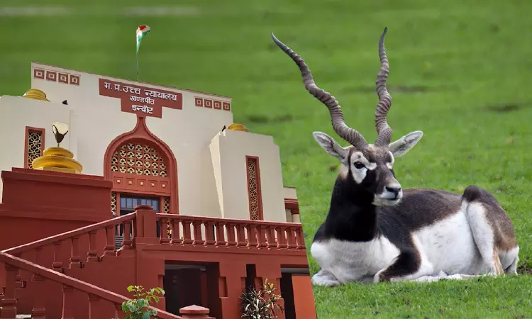 Blackbucks Death Case | Habeas Corpus Plea Not Maintainable After Bail Rejection: MP High Court Reiterates