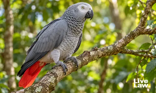 Karnataka High Court Issues Notice On Plea Seeking Return Of Pet African Grey Parrot Seized By Forest Department
