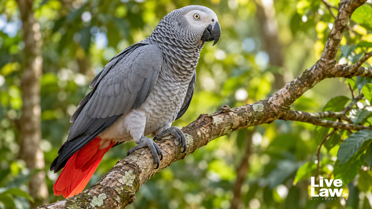 Karnataka High Court Issues Notice On Plea Seeking Return Of Pet African Grey Parrot Seized By Forest…