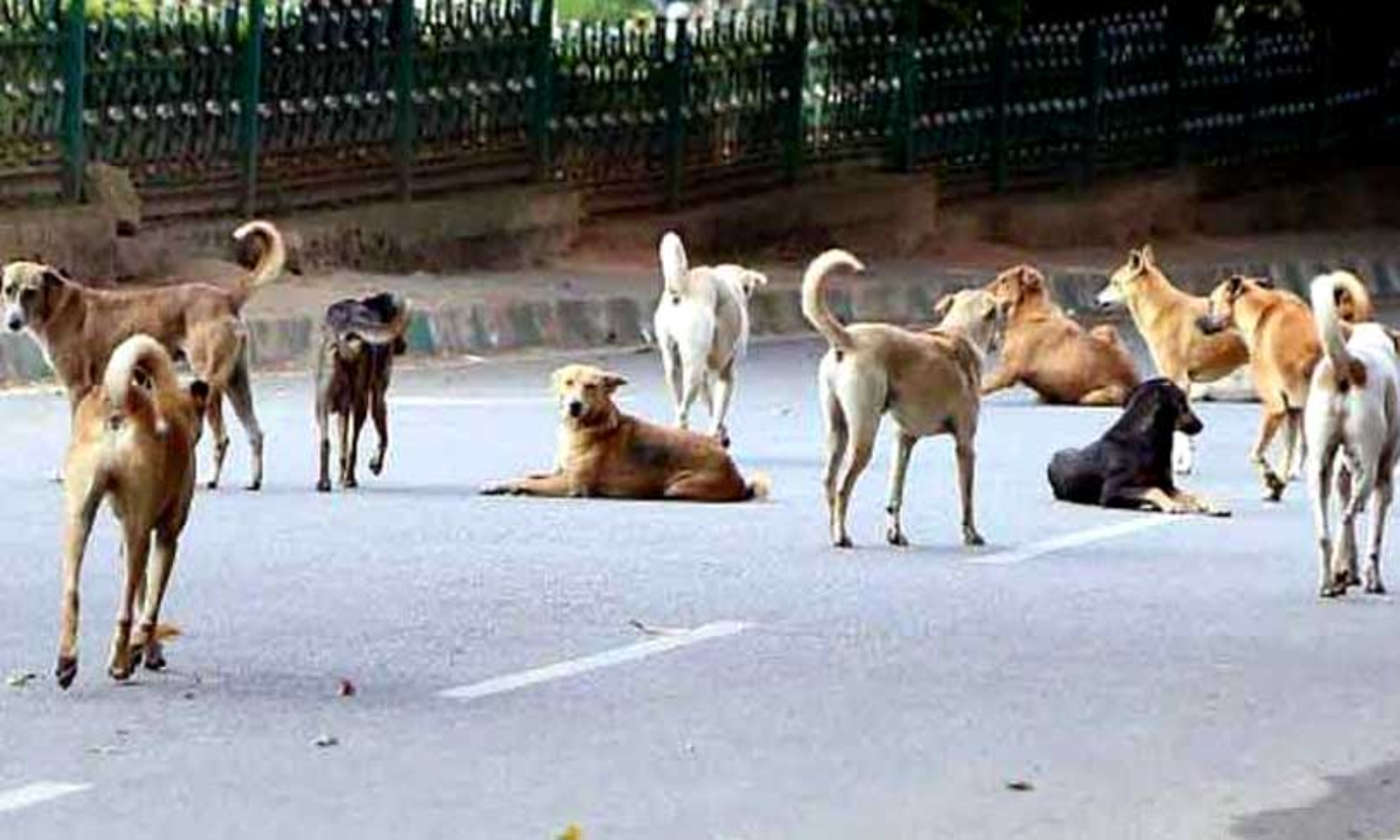 Stray Dogs Are A Neglected Lot