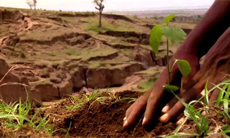 Irreplaceable Ecological Value: Kerala High Court Allows Road-Widening To Kannur Temple On Conditions Including Afforestation With 400 Trees