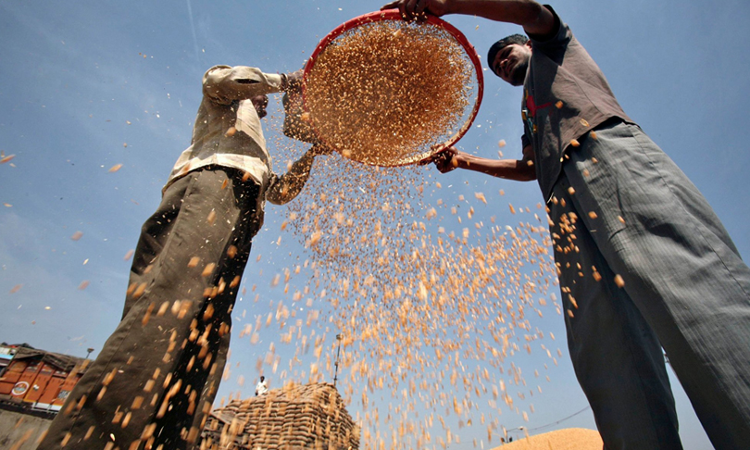 Take Steps To Protect Food Grains Lying In Open From Rains : Madhya Pradesh High Court Take Steps To Protect Food Grains Lying In Open From Rains : Madhya Pradesh High Court