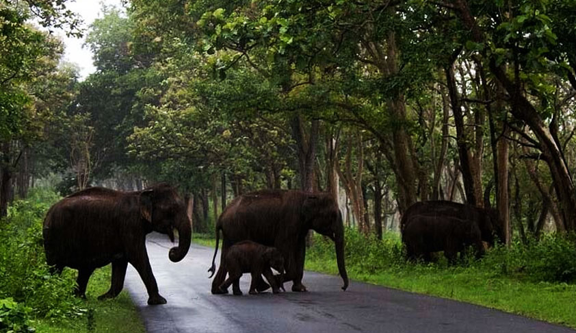 Supreme Court Forms Committee To Oversee Transfer/Import Of Wild Animals In India