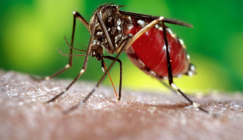 Dengue Outbreak: Delhi High Court Appoints Advocate Rajat Aneja As Amicus Curiae To Closely Monitor Issue Of Mosquito Breeding