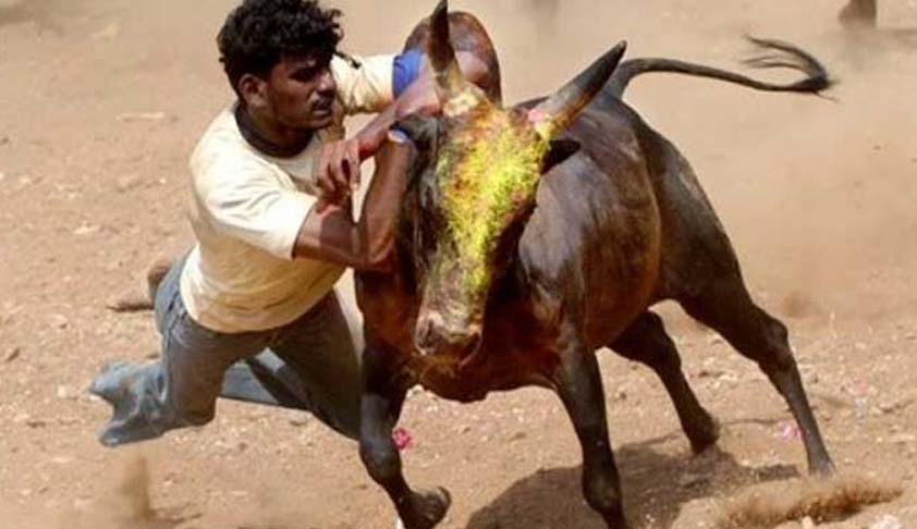 Jallikattu Part Of Tamil Nadus Cultural Heritage, No Cruelty Caused To Bulls : State Govt Tells Supreme Court