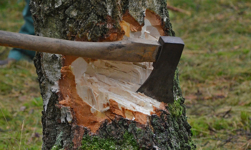 MP High Court Cites Wrath Of Timber Mafia Depicted In Pushpa, Annuls Notification Exempting 62 Species Of Forest Produce From Transit Rules