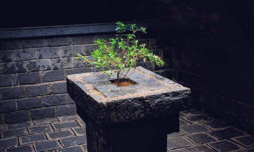 Thulasithara Sacred For Hindus : Kerala High Court Directs Police To Take Action Against Man Who Put Pubic Hair In Tulsi