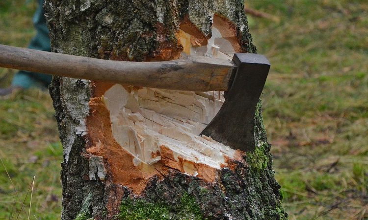 MP High Court Cites Wrath Of Timber Mafia Depicted In Pushpa, Annuls Notification Exempting 62 Species Of Forest Produce From Transit Rules