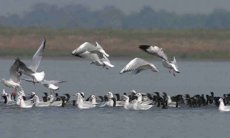 Gauhati High Court Directs PWD To Stop Construction Activities, Earth Filling In Fresh Water Lake Deepor Beel